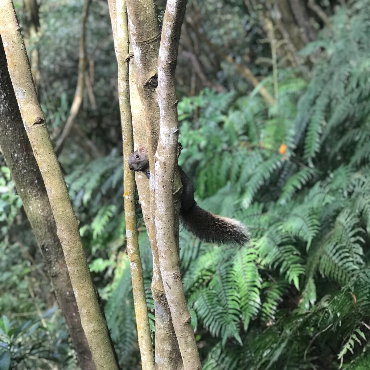 Taiwan red-bellied tree squirrel