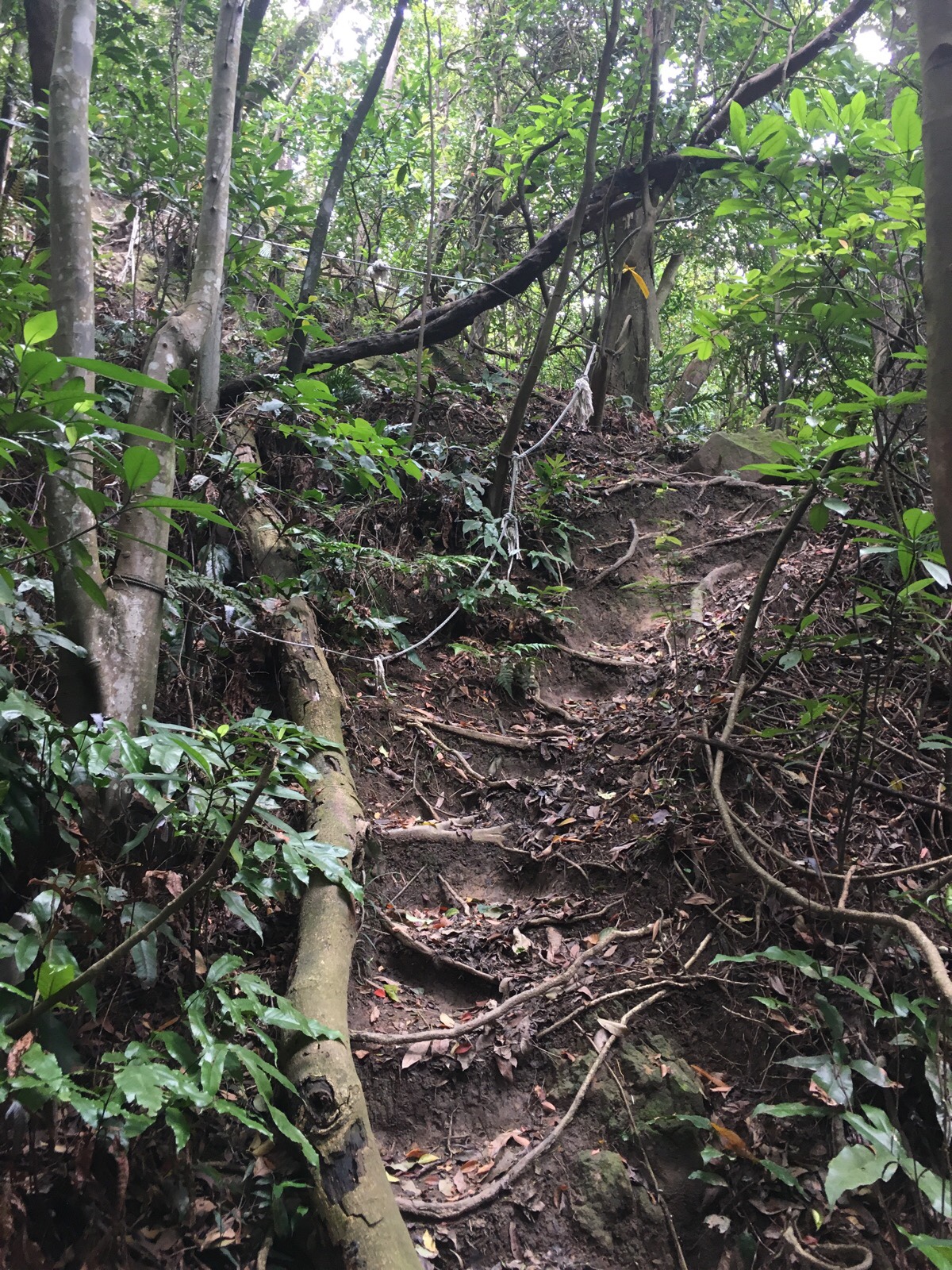 dragon boat rock trail ropes