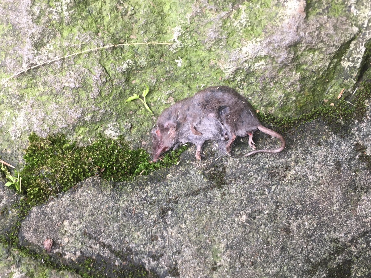 Yangmingshan park, small rodent