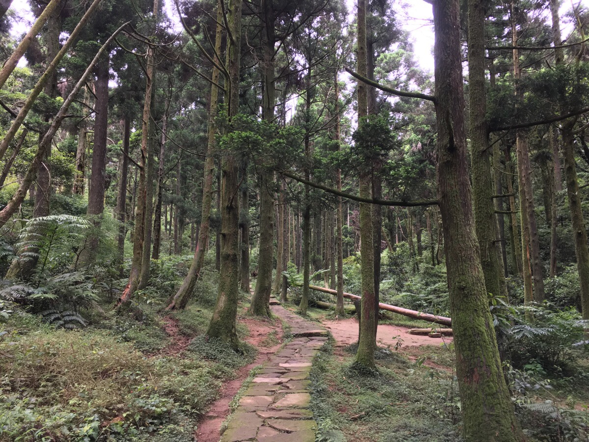 Taipei grand hike - trees 