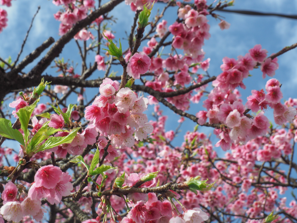 EWEISHAN PADDY TERRACE and PINGJING STREET CHERRY BLOSSOM (鵝尾山