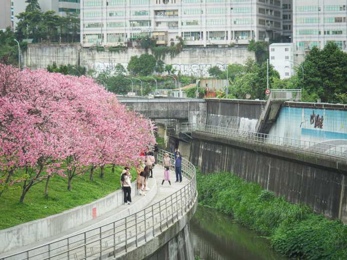 Cherry blossom in lohas park, Taipei