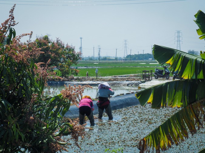 MOUNTAINS to SEA GREENWAY DAY 2&nbsp;(山海圳國家級綠道D2)