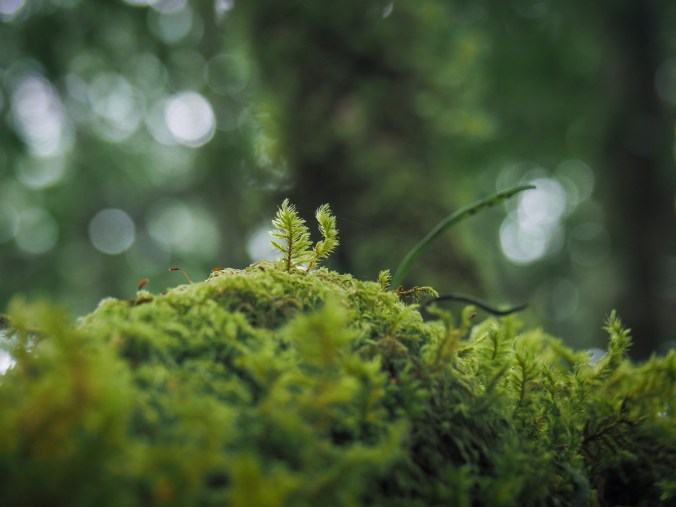 MOUNTAINS to SEA GREENWAY DAY 9&nbsp;(山海圳國家級綠道D9)