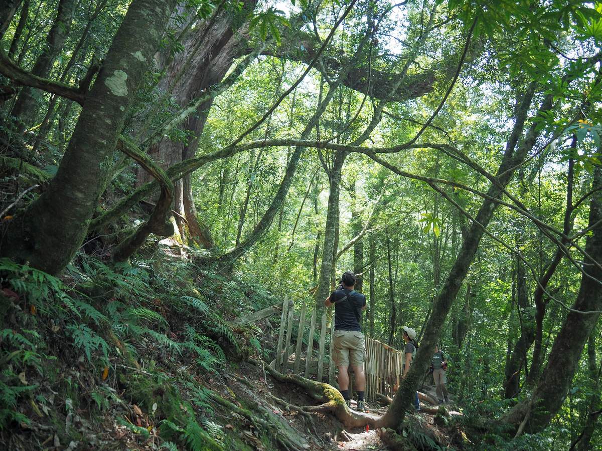 CINSBU GIANT TREE GROVE (鎮西堡巨木B區) | Taiwan Trails and Tales