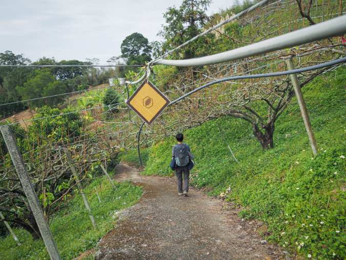 RAKNUS SELU TRAIL – DAY 14&nbsp;(樟之細路D14)